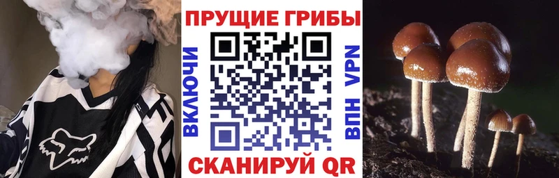 Псилоцибиновые грибы Psilocybine cubensis  Лодейное Поле 
